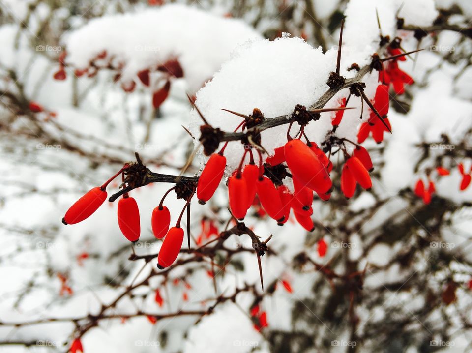 Red wolf berries in the snow