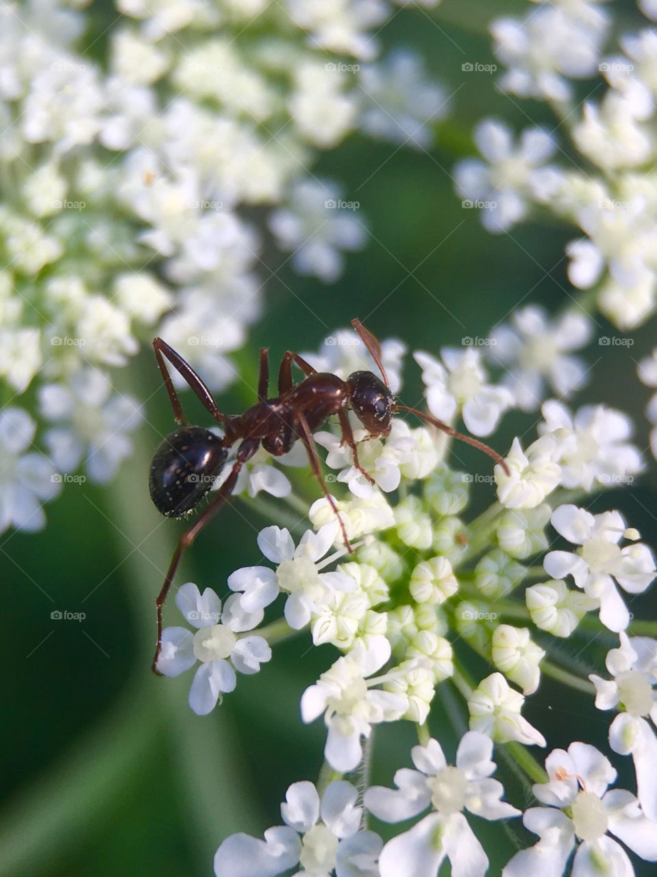 Close-up of ant on flowers