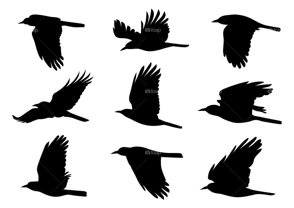 Illustration of flying birds