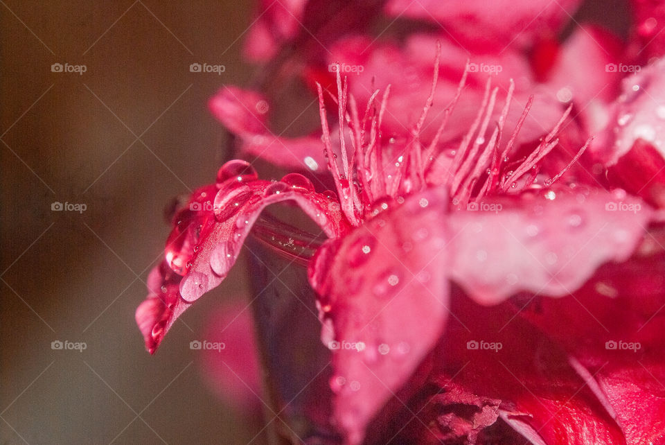 Dew drops on red flower