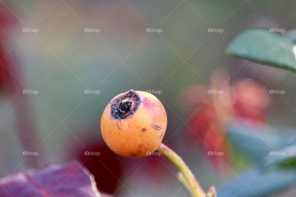 Rosehip, Rose hip, Rose Haw, Rose Hep fruit closeup blurred background 