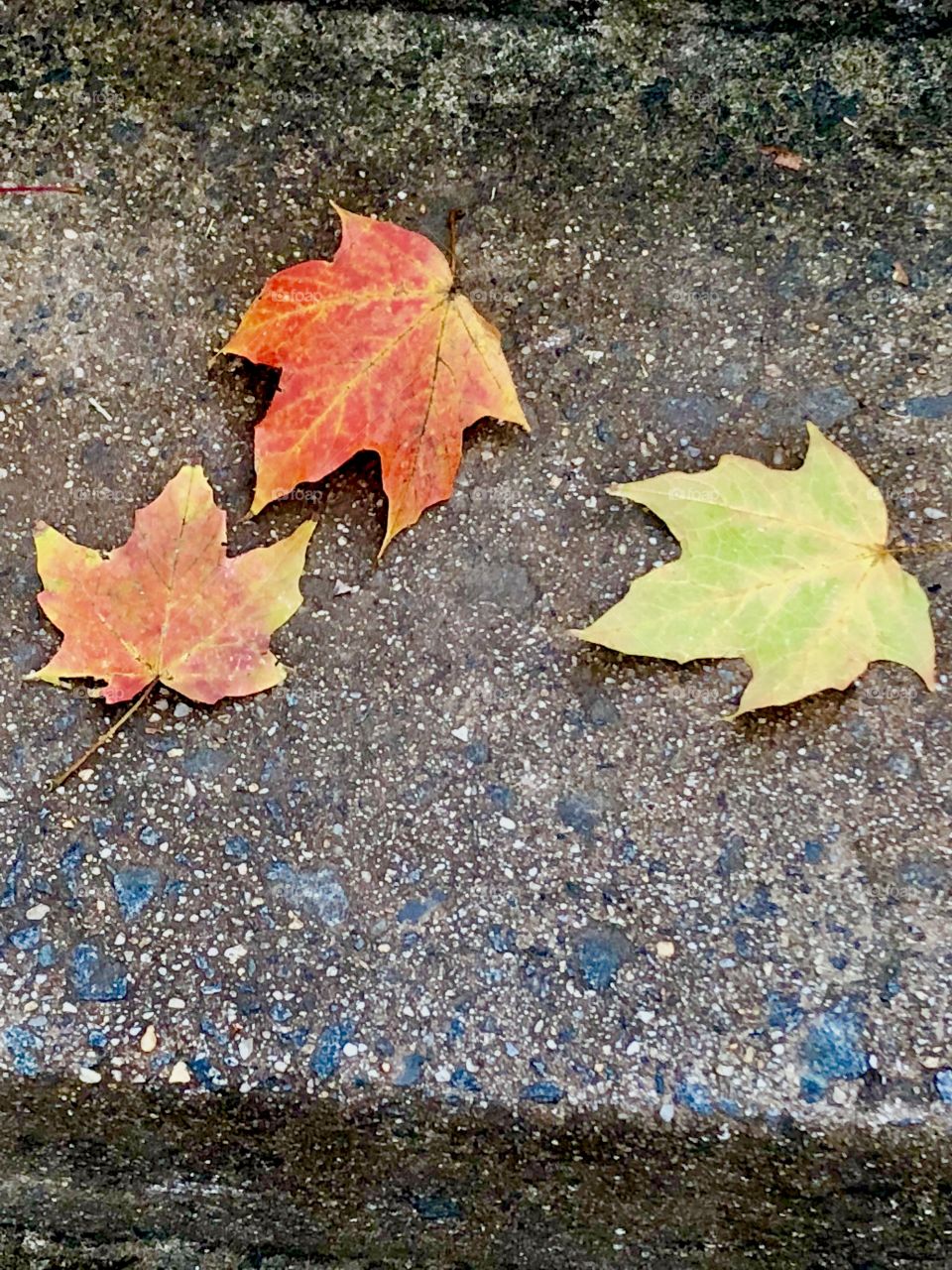 Three autumn leaves