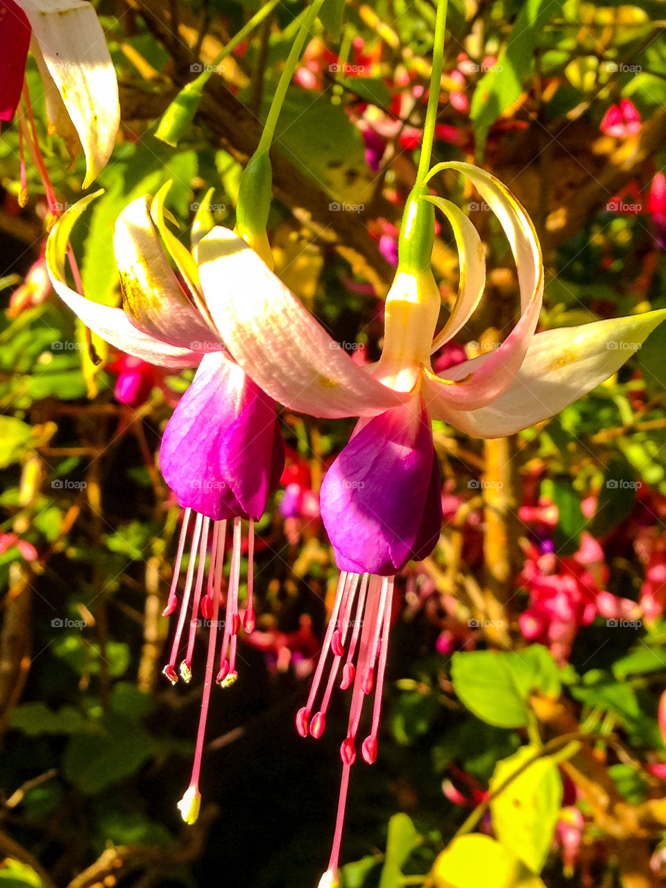 Fuschia