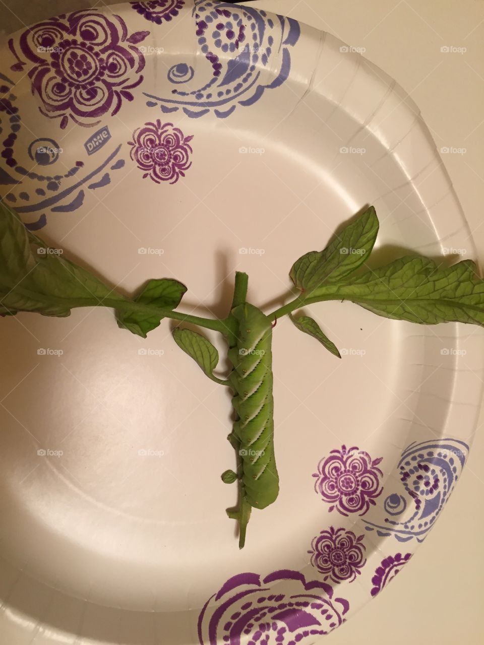 Green tomato worm. Biggest one I have ever seen!