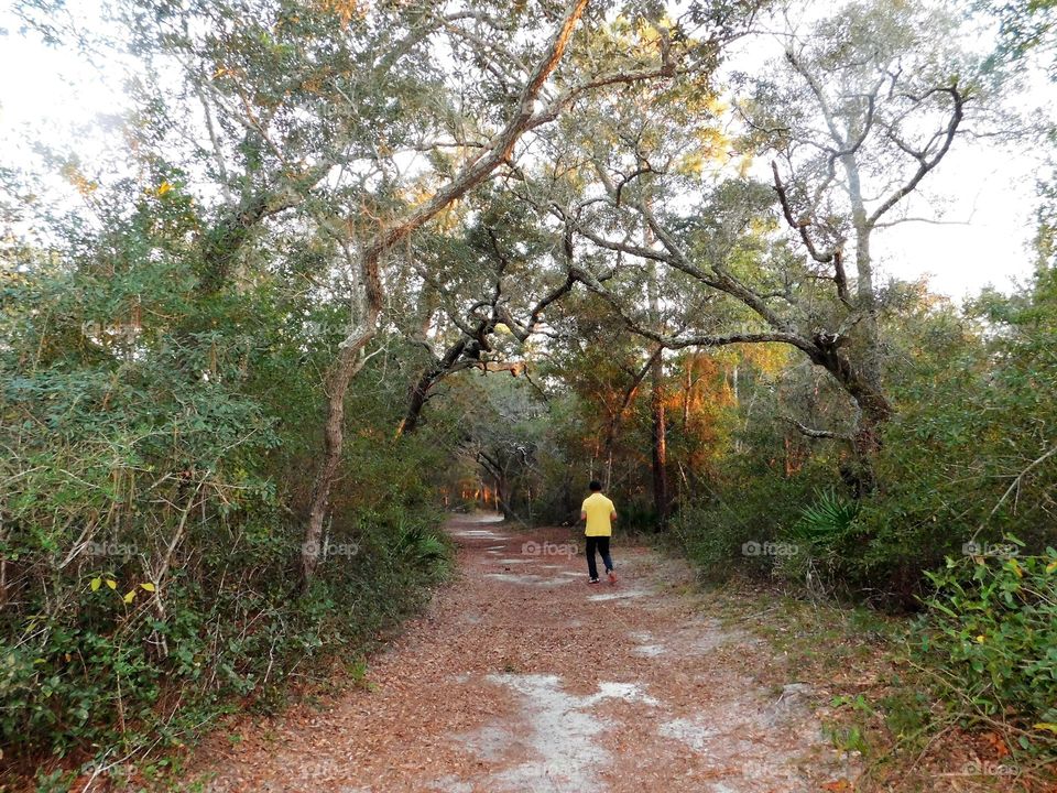 Forest in every seasons