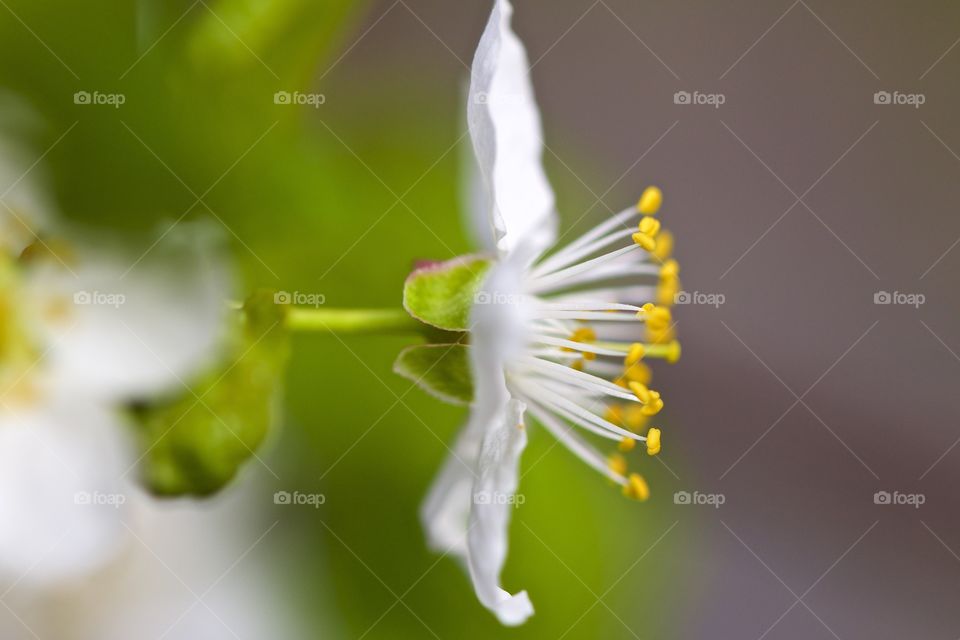 Close-up of white flower