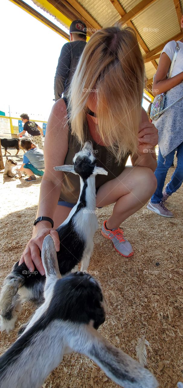 Baby goat trying to get a kiss!