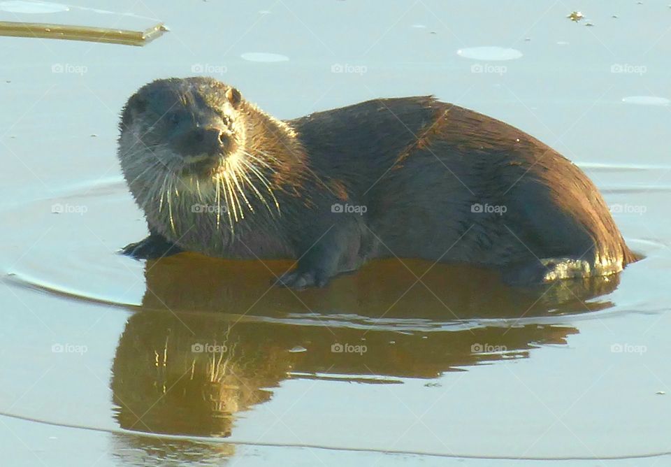 an Otter on the ice