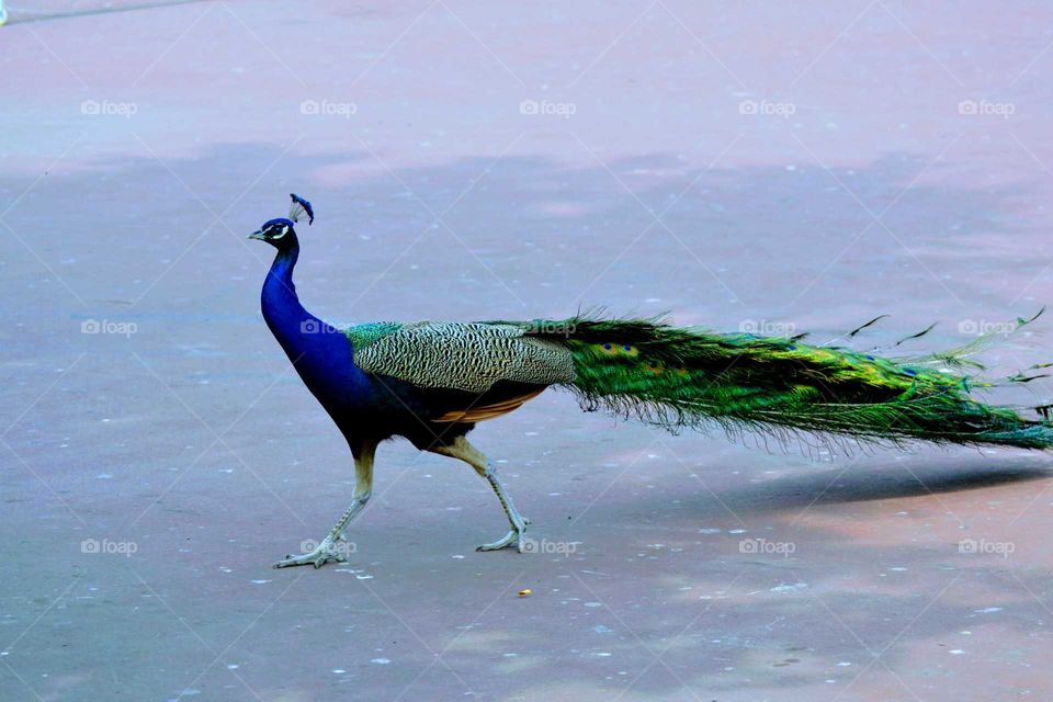 peacock