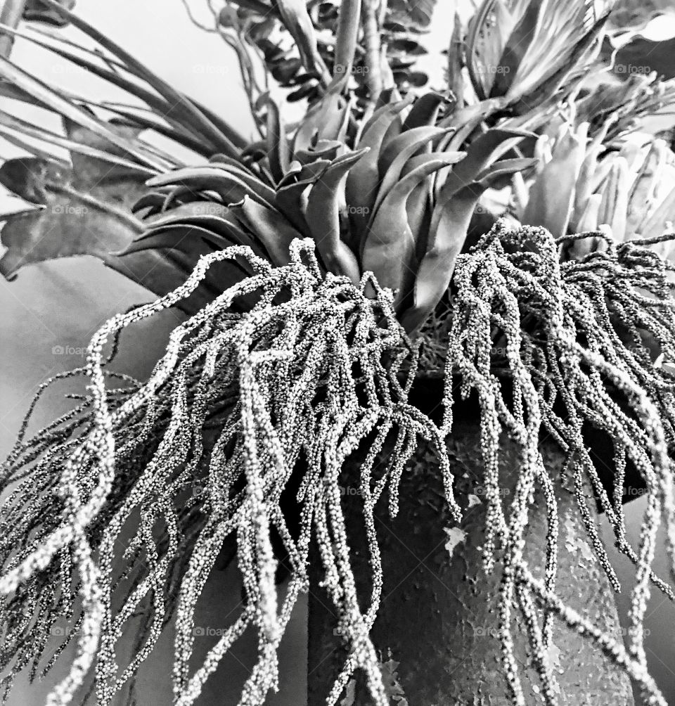 Black and white arrangement