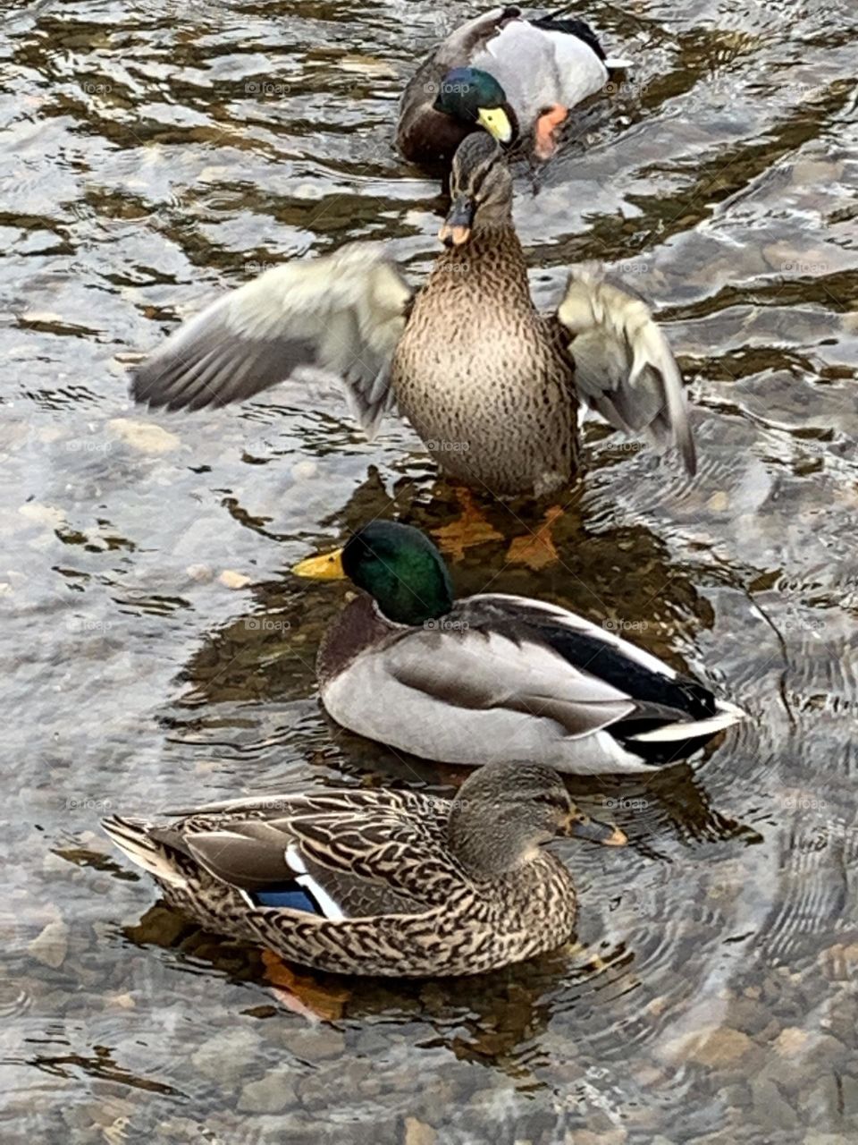 DUCK Party, 3 ducks looking like their having fun