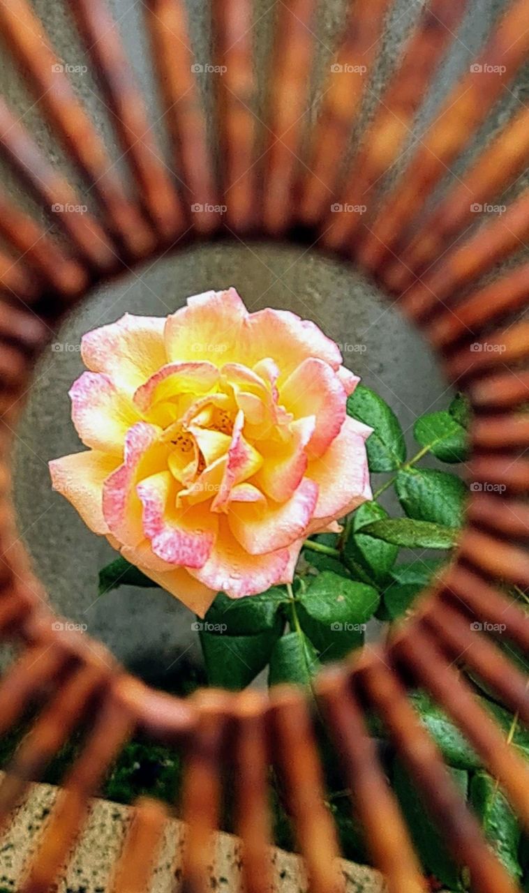 Rose through a rusty metal frame!