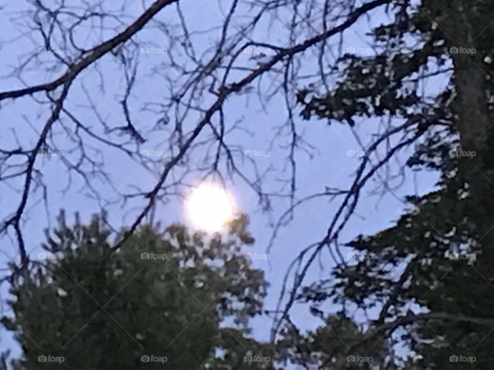 Moon in the woods 