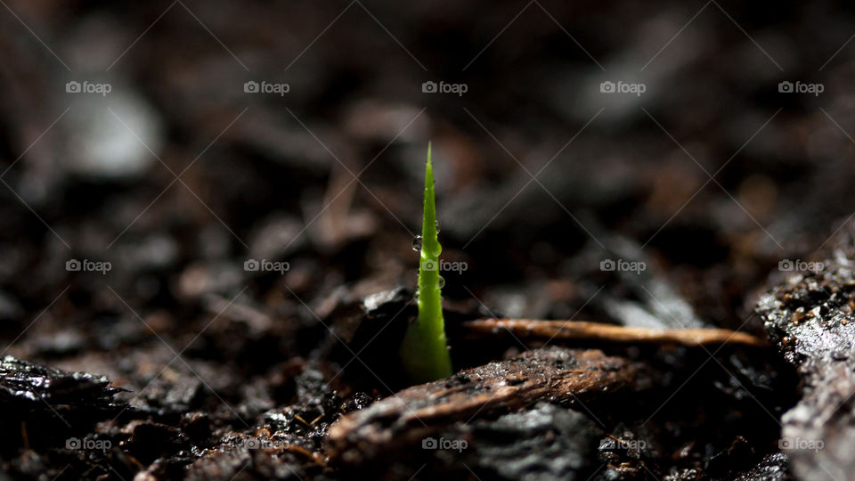 A new life. Had the time to pot this baby peace lily hopefully it will grow up to be healthy.
