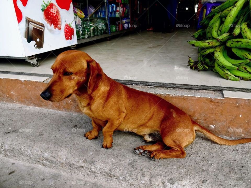 Dog in Mindo, Ecuador 