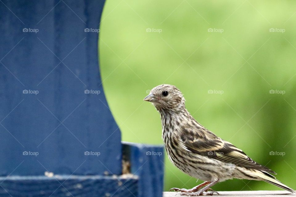 A young female finch feeds from a blue bird feeder in the early months of Springtime 