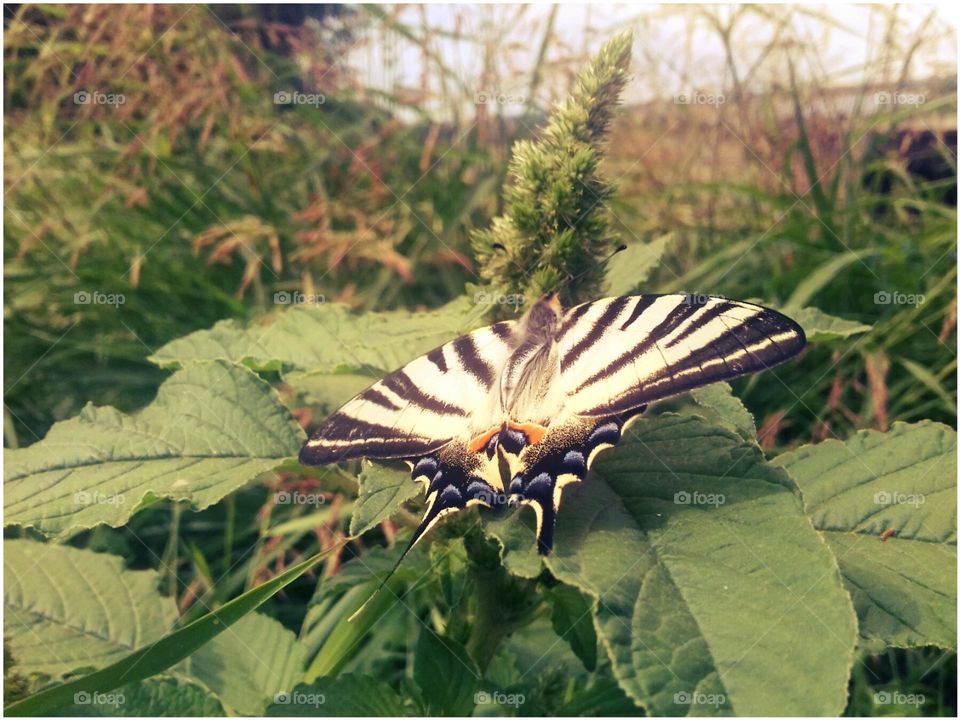 Colorful butterfly