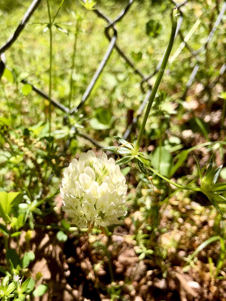 Sunlight on weed flower by metal fence 