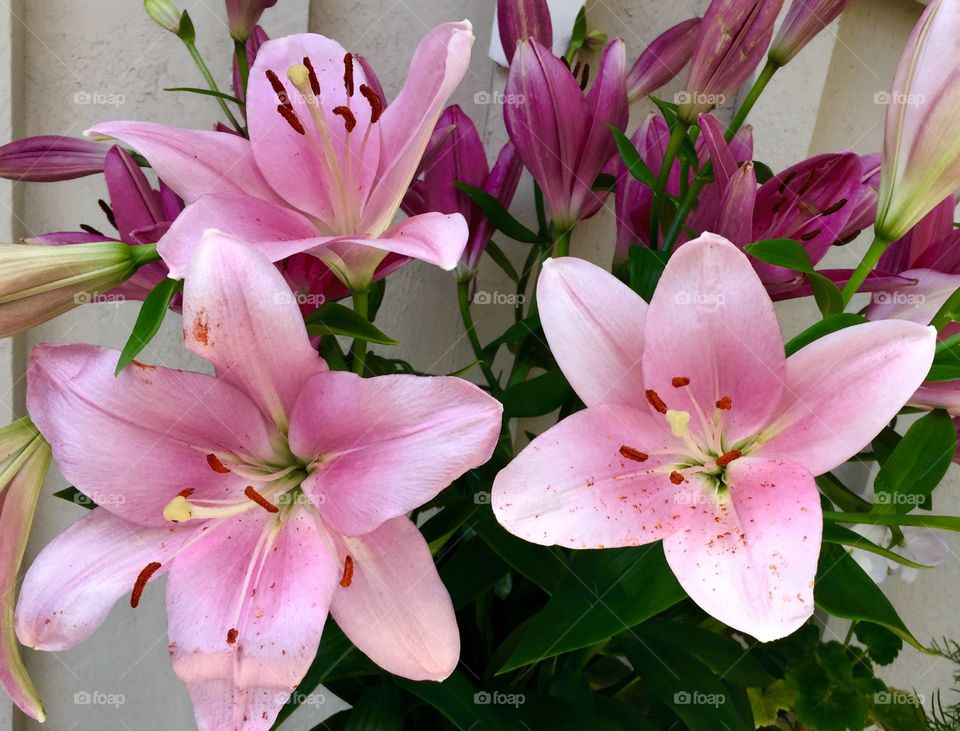 Pink lilies. Lilies in a bouquet   