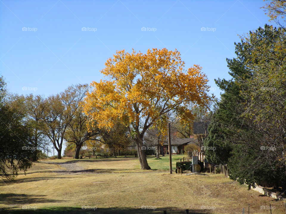 Beautiful autumn tree