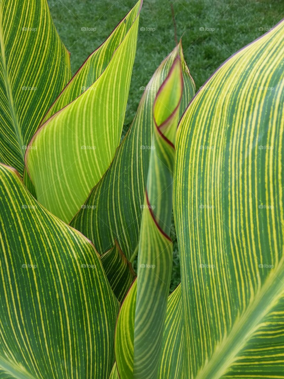 striped leaves