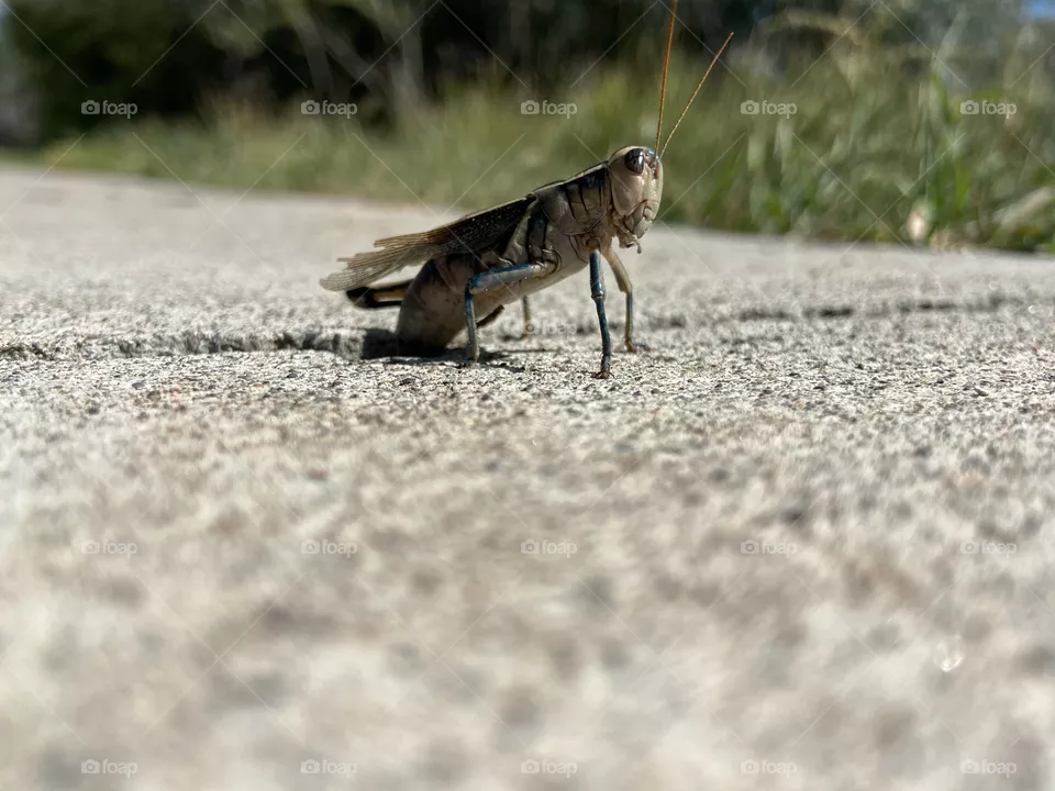 Grasshopper 