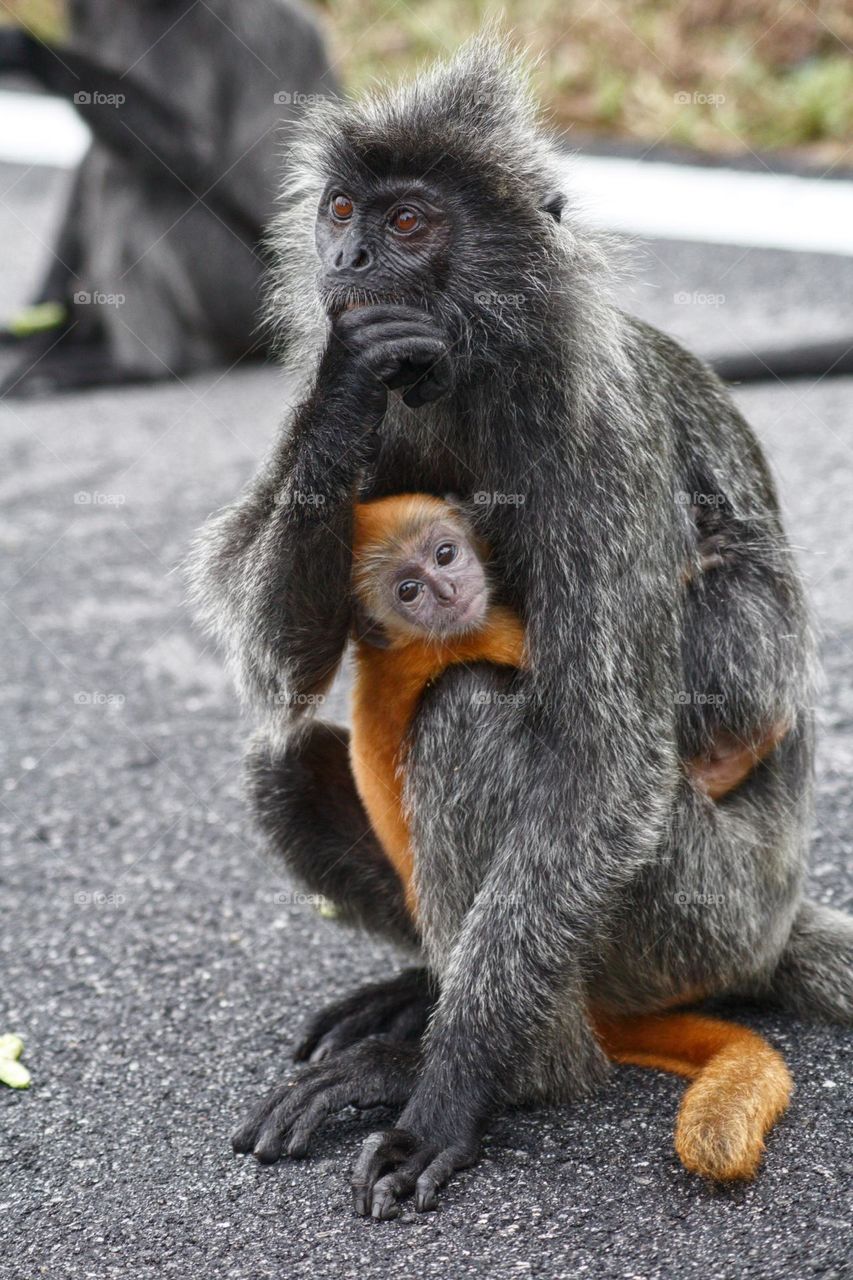 Silver-leaf langur monkey with its golden baby. It looks like it’s saying What’s that doing here? Although their babies are of course naturally of golden colour.