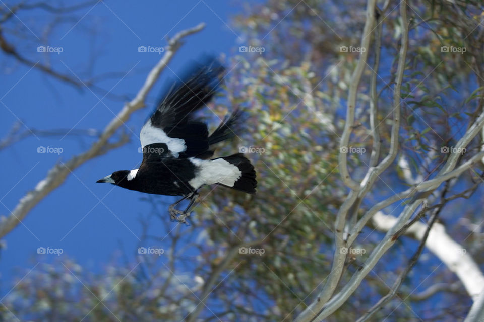 tree flying bird magpie by splicanka