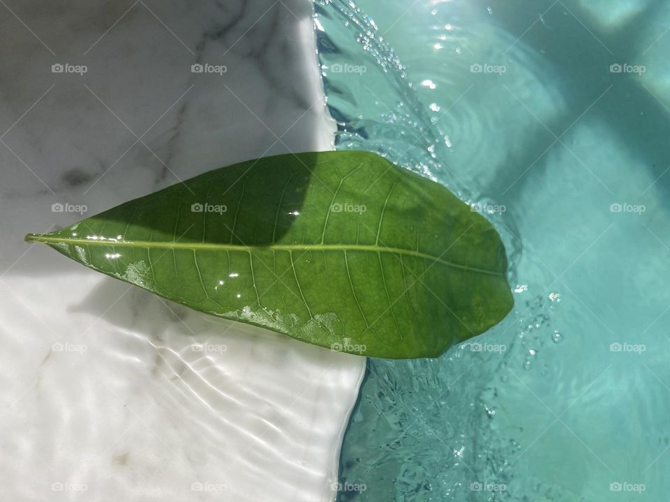 Leaf in water