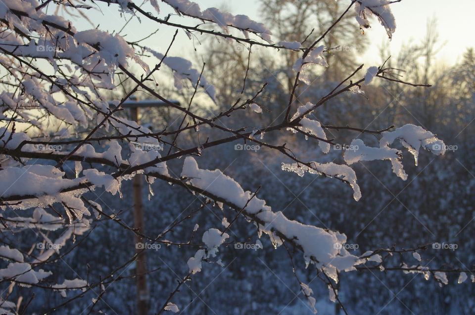 snow covered branches in the early morning light