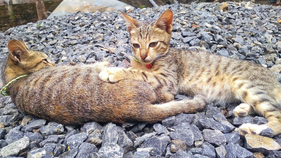 Two cute kittens are lying on a small pile of stones
