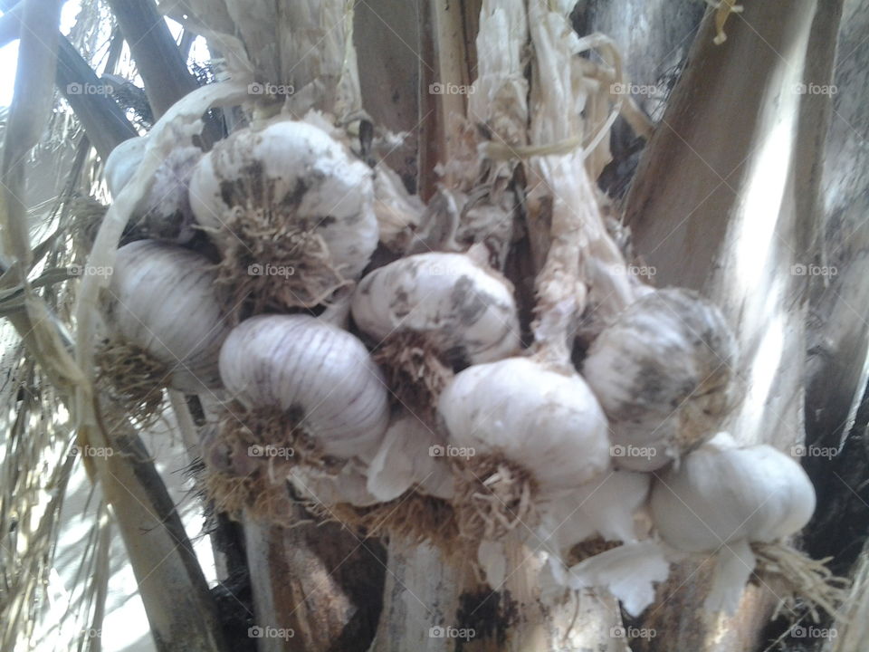 Garlic attached to palm tree