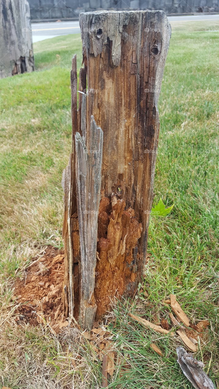 wood rot