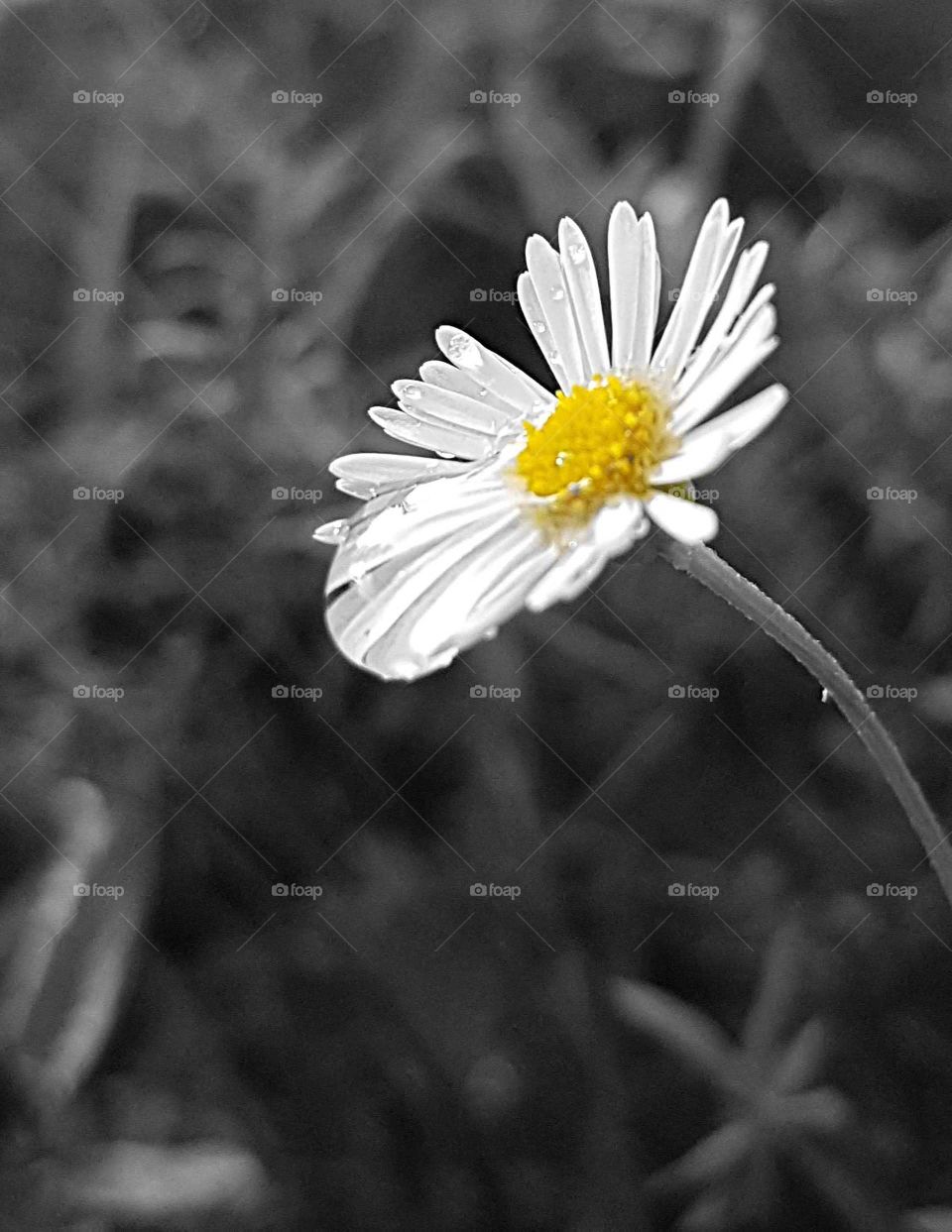 A wild daisy caught within the petals a rain drop from a sun shower. Black and white back ground with the daisy the only color for effective look.