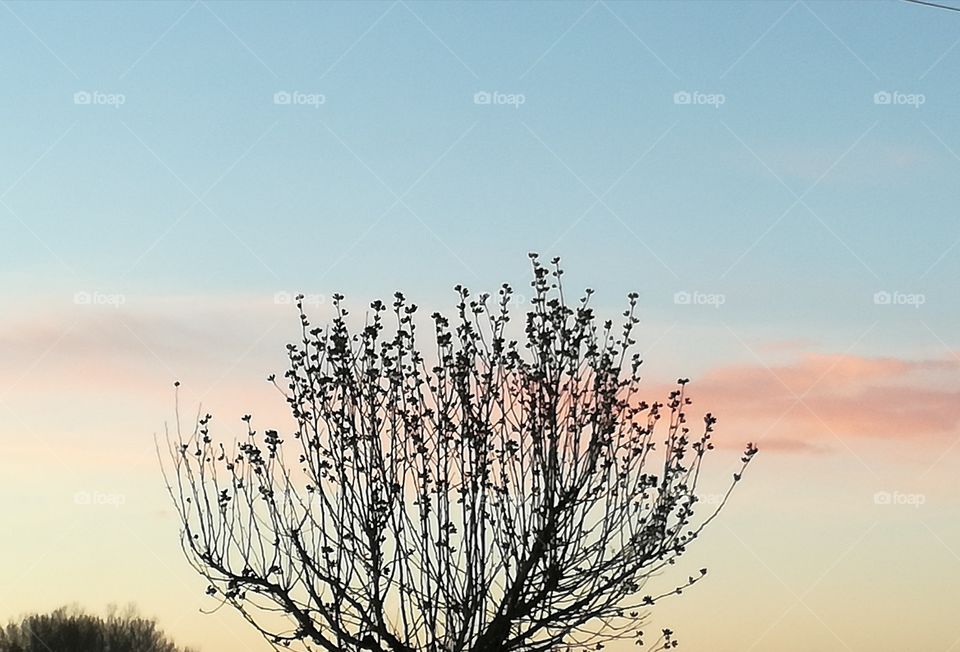 A nice sunset. The 
tree is a special observer