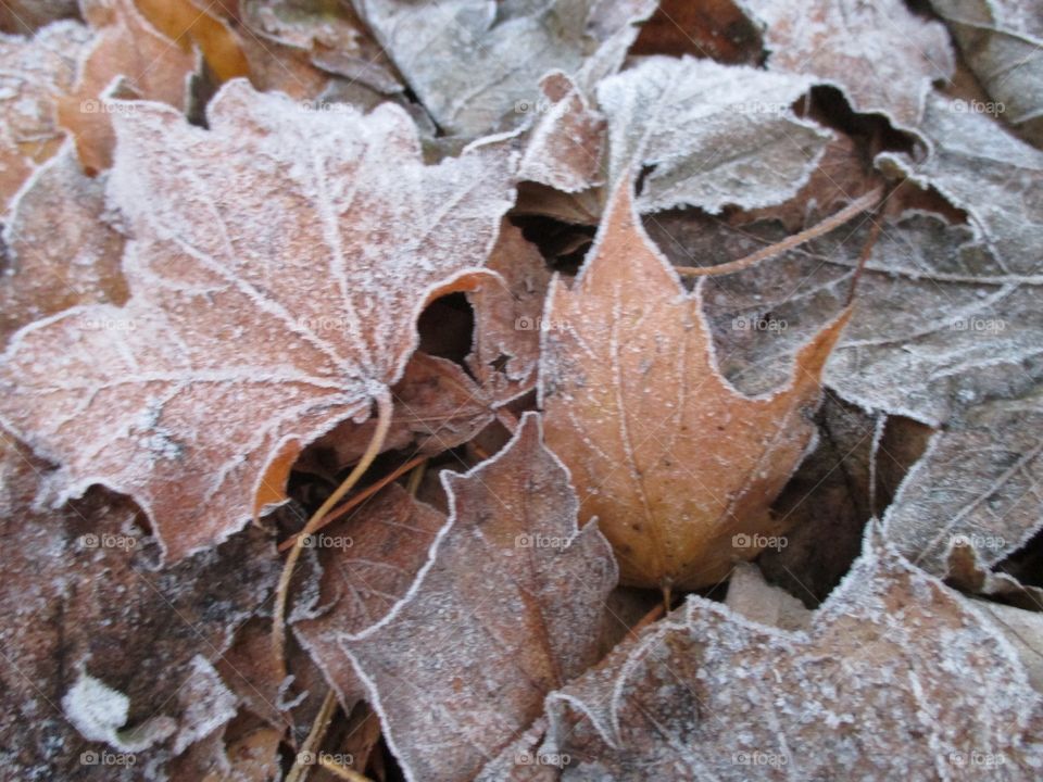 Ice crunchy leaves