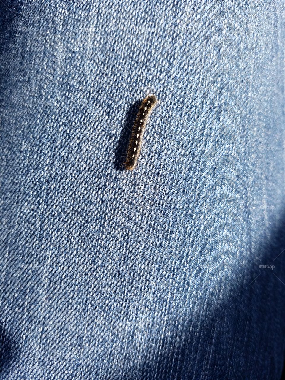 Caterpillar crawling on my jeans