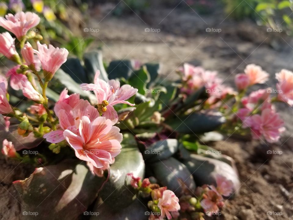 Gorgeous Succulent Pink Flower in Garden