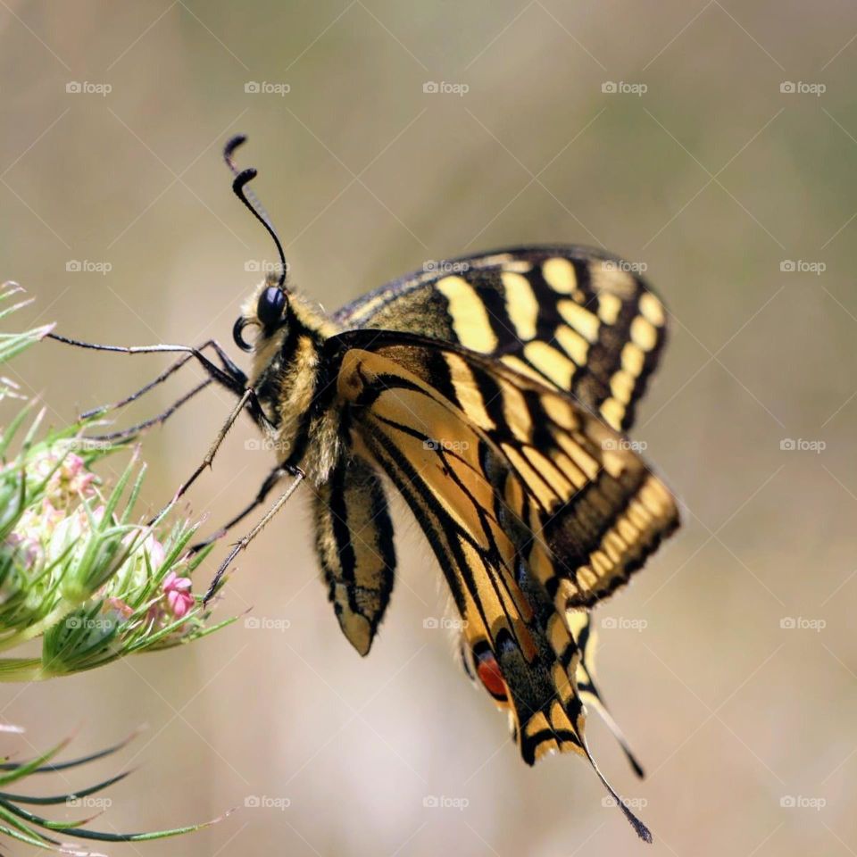 Swallowtail