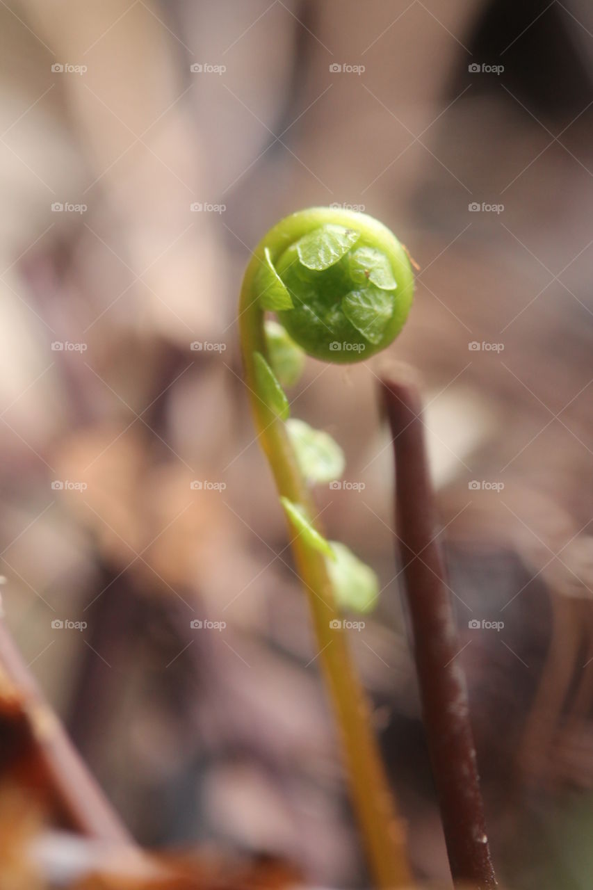 Macro shot of fiddleheads fern
