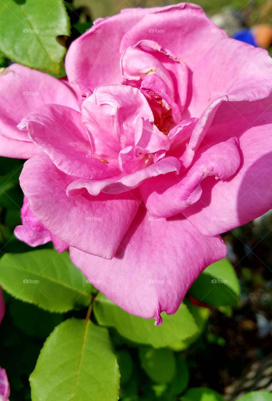 Pink rose blooming in garden.