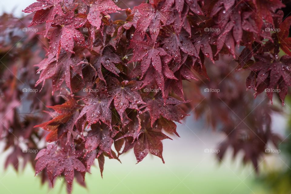 Leaves