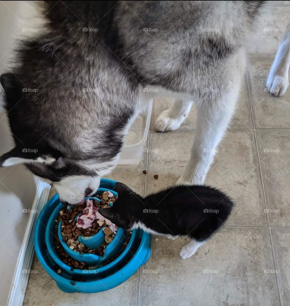 A dog, his food... and his kitten!
