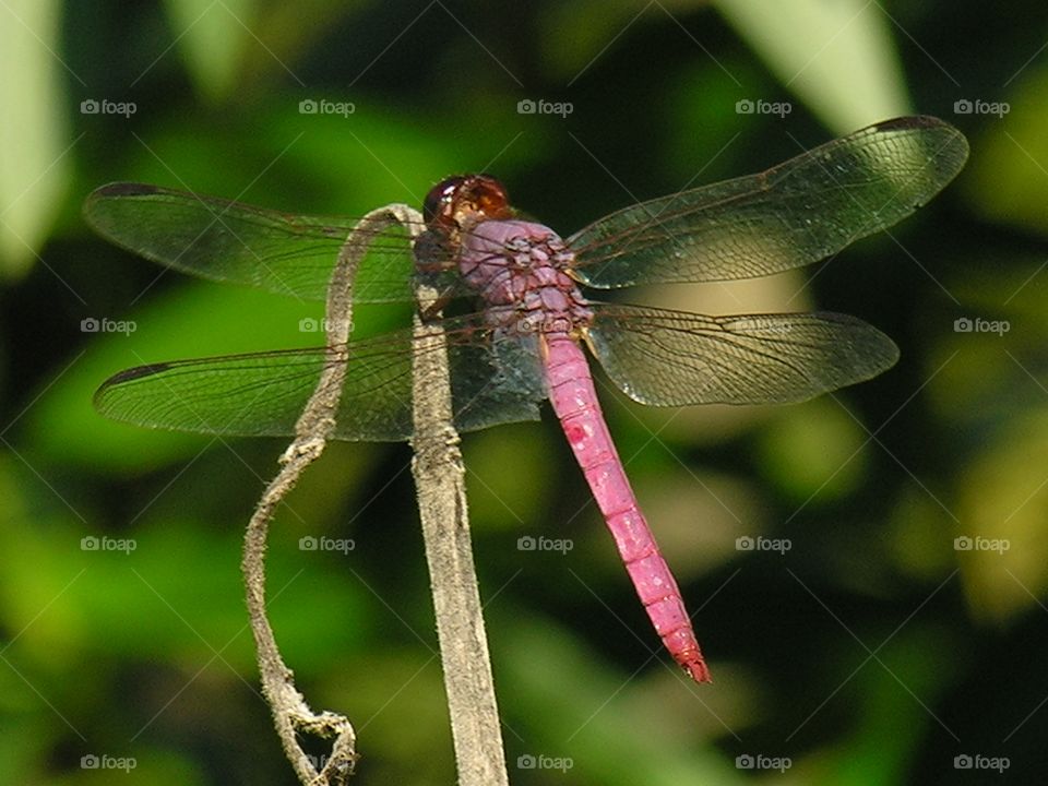 Dragonfly 