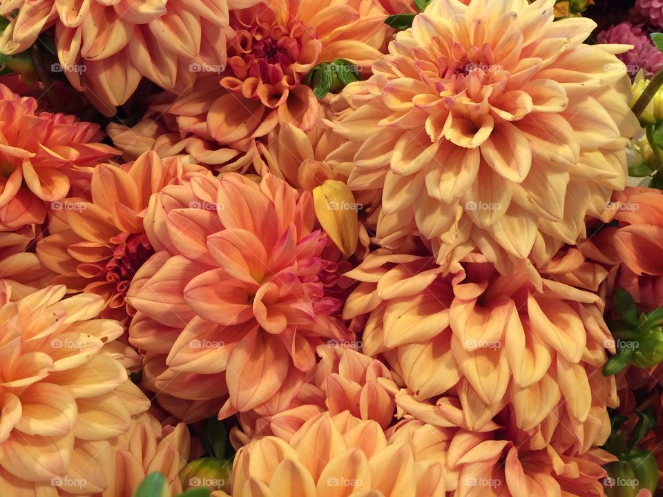 Full frame of orange flowers