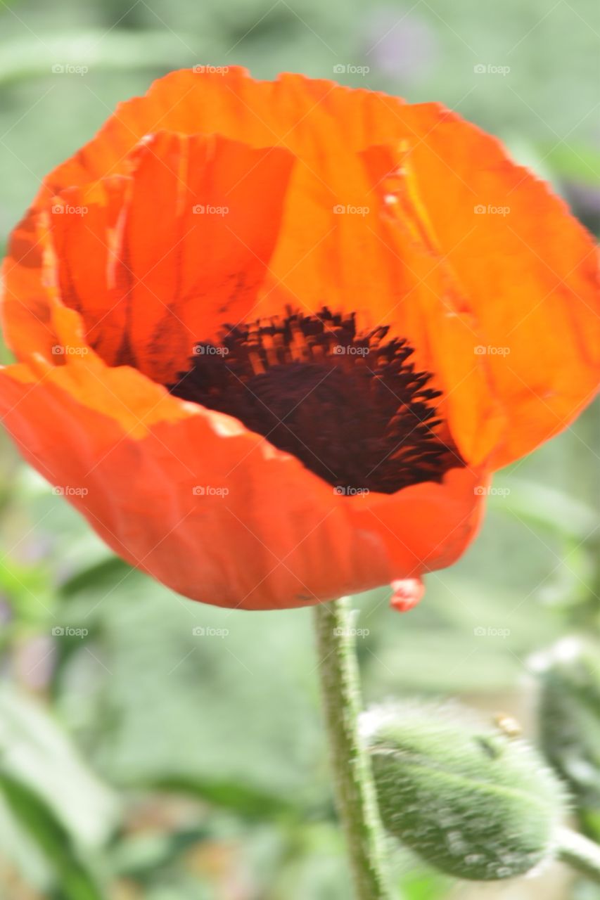 Poppy