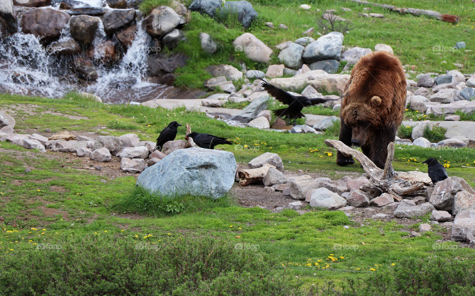 Bear walking