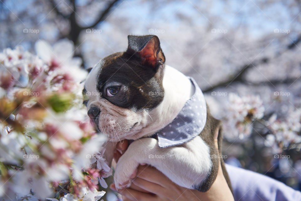 Puppy over flowers