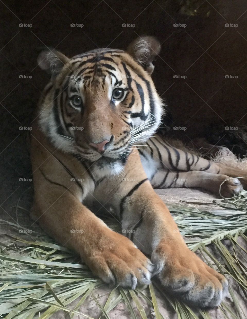Nighttime zoo at San Diego zoo
