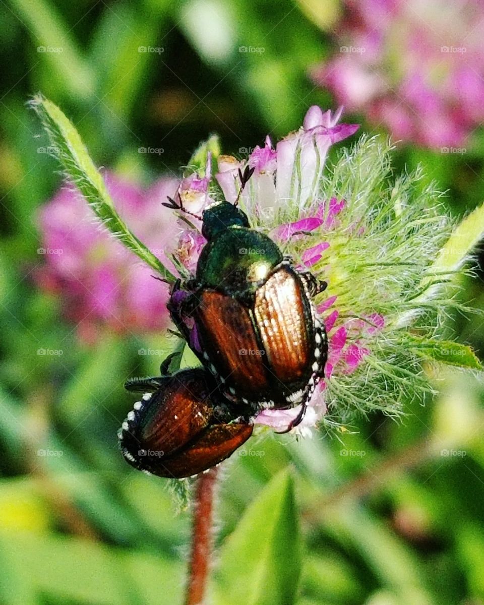beetles or junebugs on wildflowers